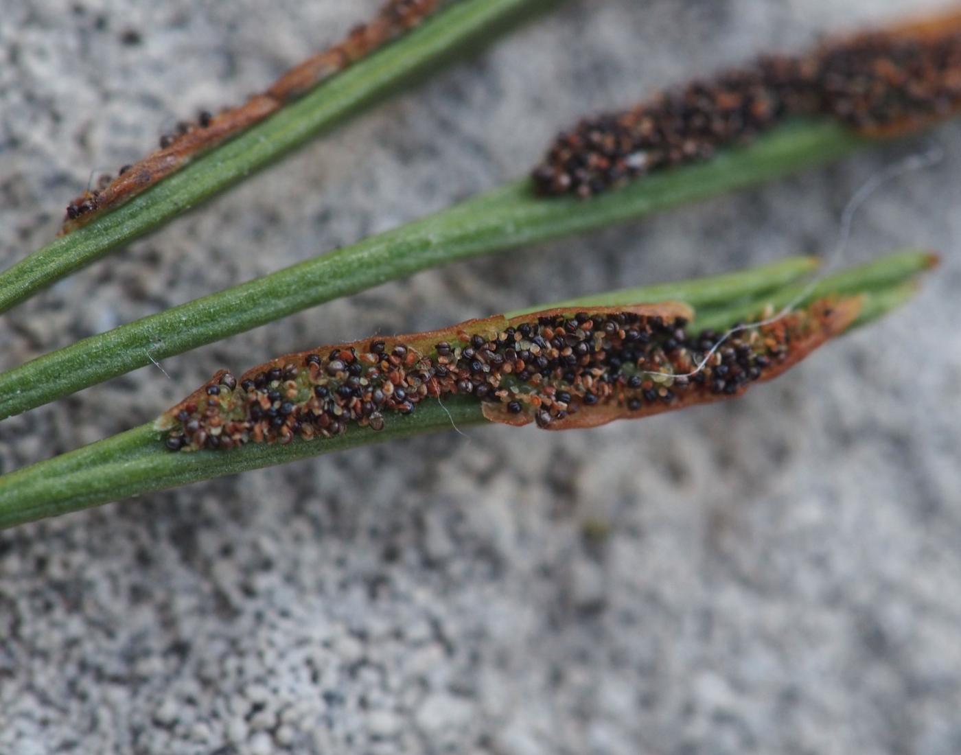 Spleenwort, Forked fruit